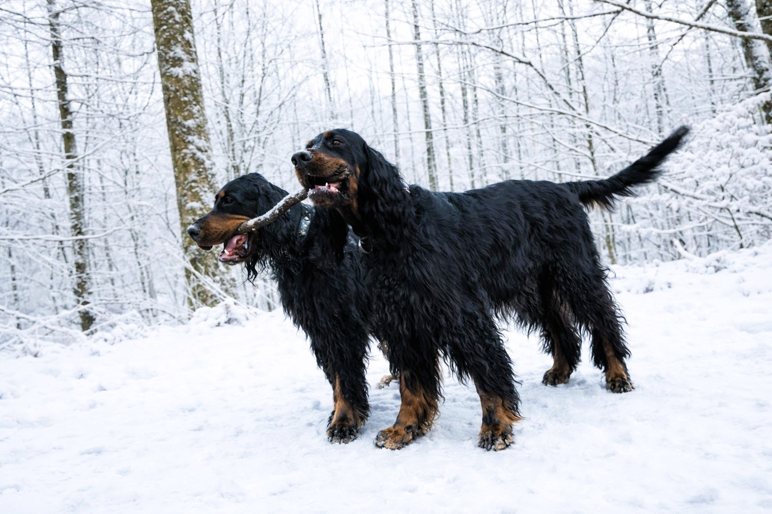 2026 01 06 2Gordons Neujahrsgruss